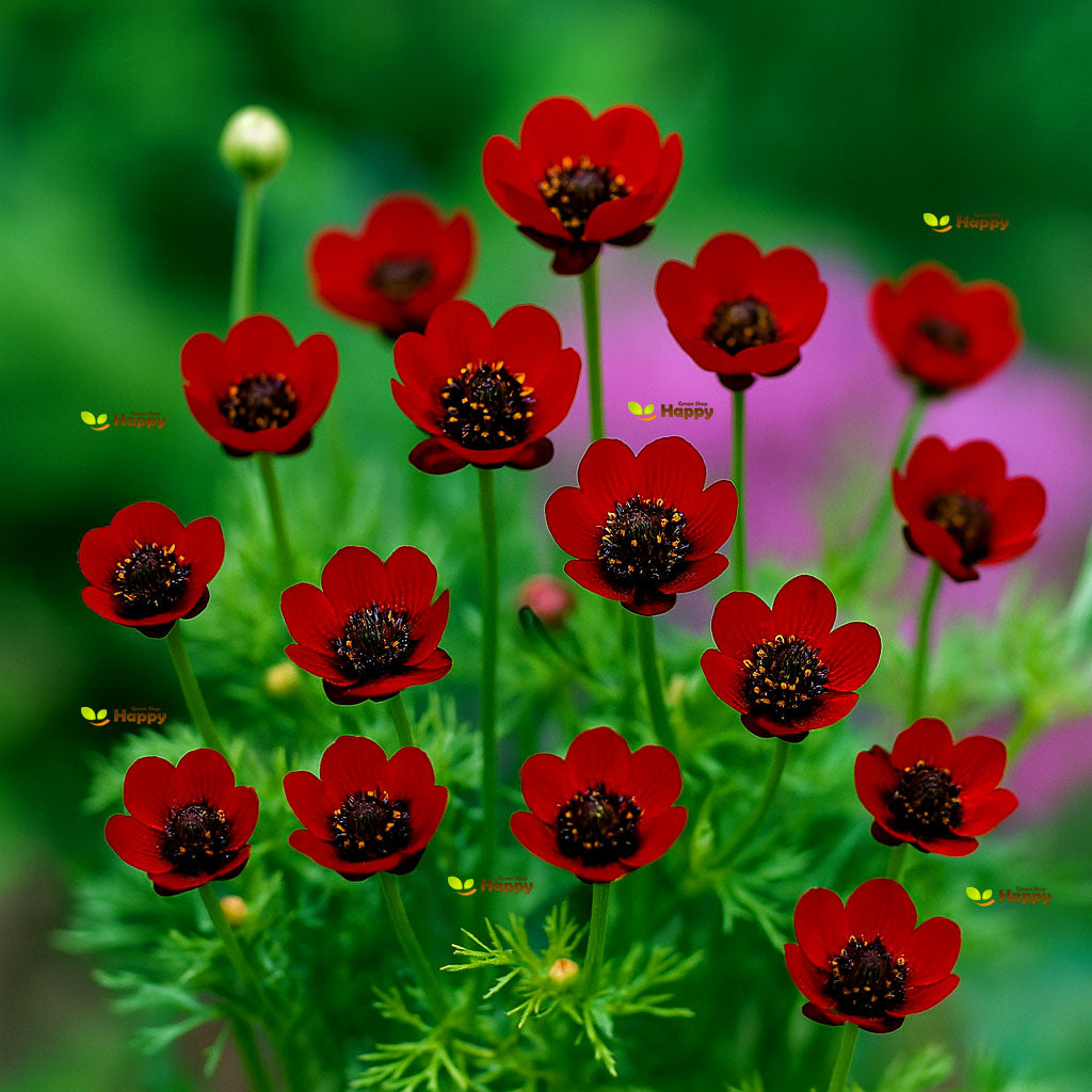 Pheasants Eye - 450 seeds (Adonis aestivalis)
