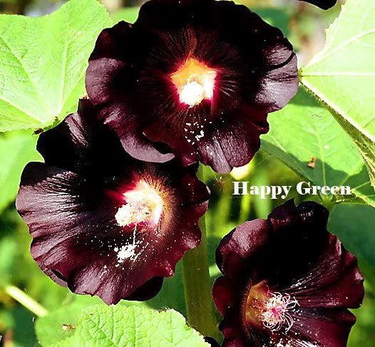 Black Hollyhock - 100 seeds (Althaea Rosea Nigra)