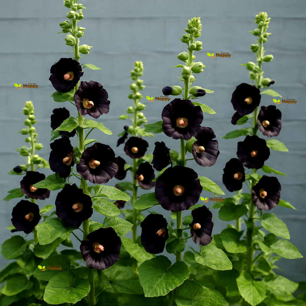 Black Hollyhock - 100 seeds (Althaea Rosea Nigra)