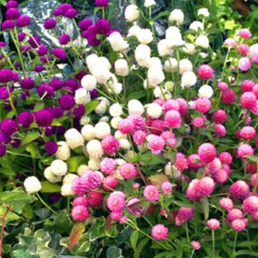 Gomphrena mixed - 120 seeds (Gomphrena globosa)