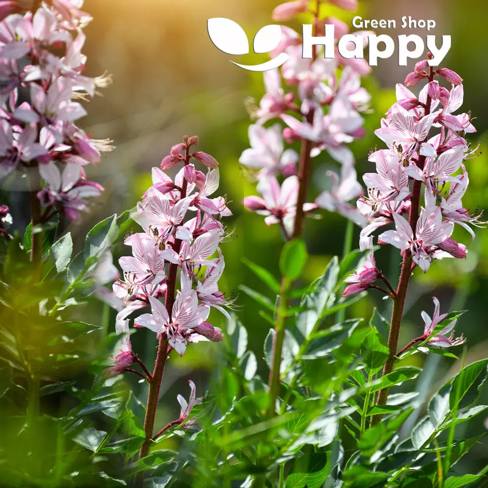 Burning bush - 25 seeds (Dictamnus Fraxinella)