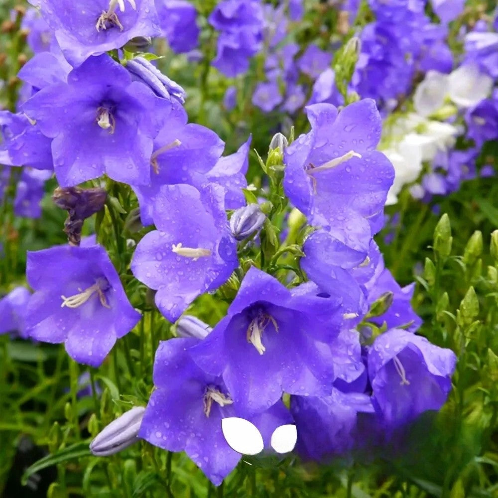 Peach leaved bellflower, blue - 1100 seeds (Campanula persicifolia)