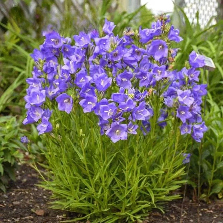 Peach leaved bellflower, blue - 1100 seeds (Campanula persicifolia)