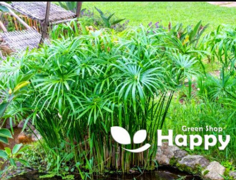 Cyperus `Umbrella Plant` - 200 seeds (Cyperus Alternifolius nanum)