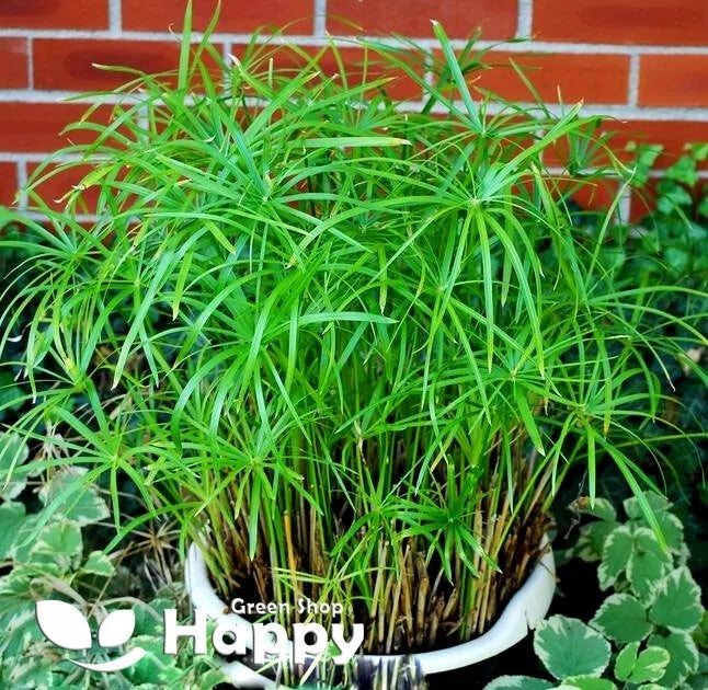 Cyperus `Umbrella Plant` - 200 seeds (Cyperus Alternifolius nanum)