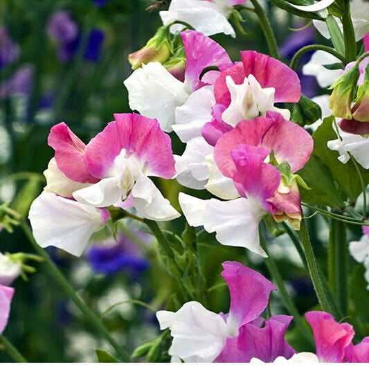 Sweet Pea Perfume 'Promise' - 15 seeds (Lathyrus odoratus)