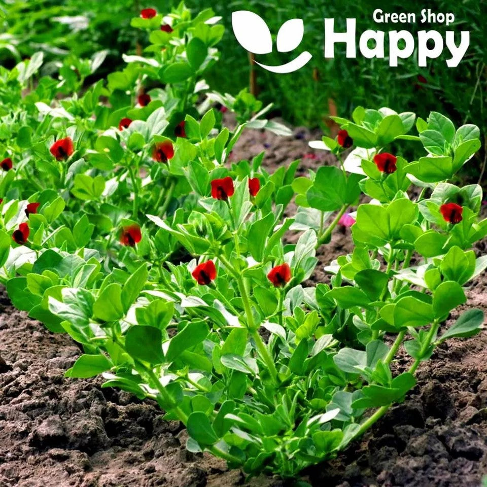Asparagus Pea - 40 seeds (Tetragonolobus Purpureus)