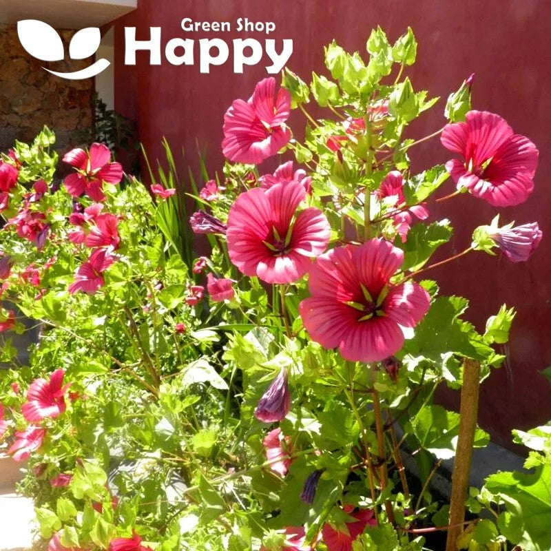Mallow mix - 160 seeds (Malope trifida)