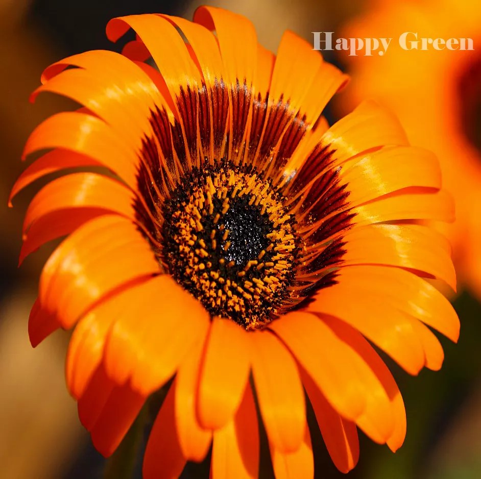 Cape daisy 'Orange prince' - 200 seeds (Venidium fastuosum)