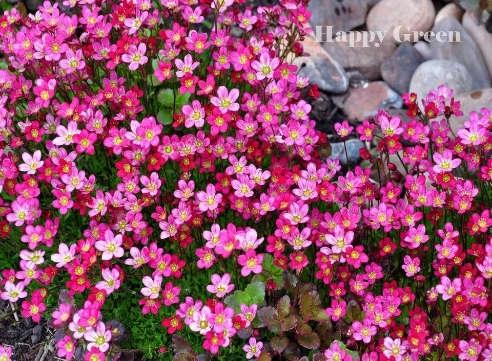 Saxifrage 'Rose Robe' - 1000 seeds (Saxifraga arendsii)