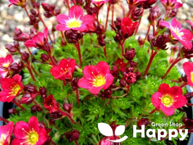 Saxifrage 'Rose Robe' - 1000 seeds (Saxifraga arendsii)