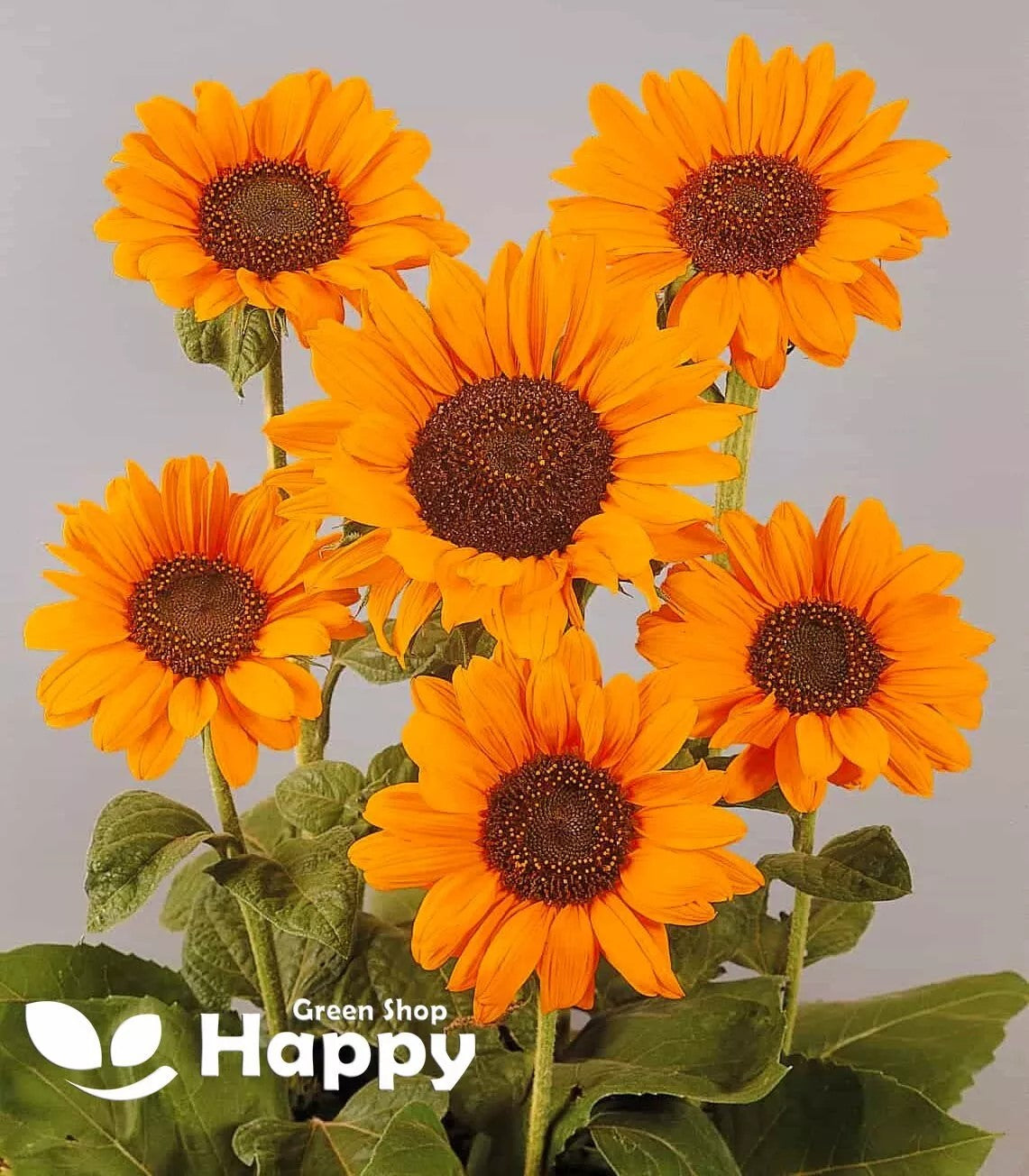 Cut Sunflower `F1 Splendor Orange - 10 seeds - Helianthus annuus
