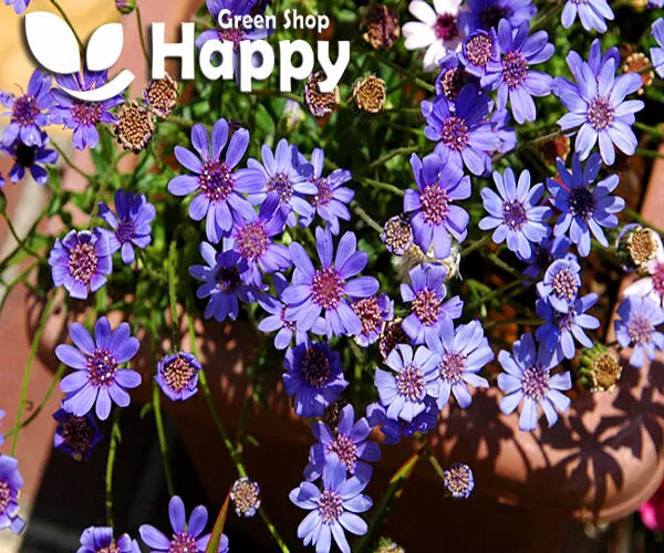 The blue blues daisy - 110 seeds (Felicia heterophylla)