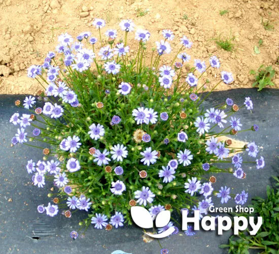 The blue blues daisy - 110 seeds (Felicia heterophylla)