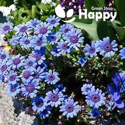 The blue blues daisy - 110 seeds (Felicia heterophylla)