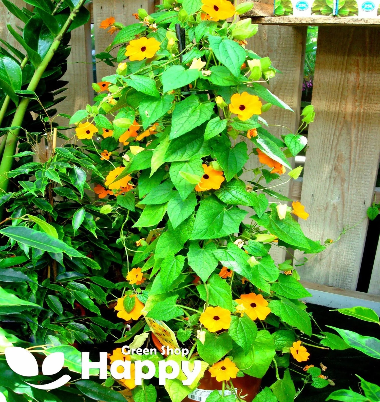 Thunbergia 'Sunrise' orange - 20 seeds (Thunbergia alata)