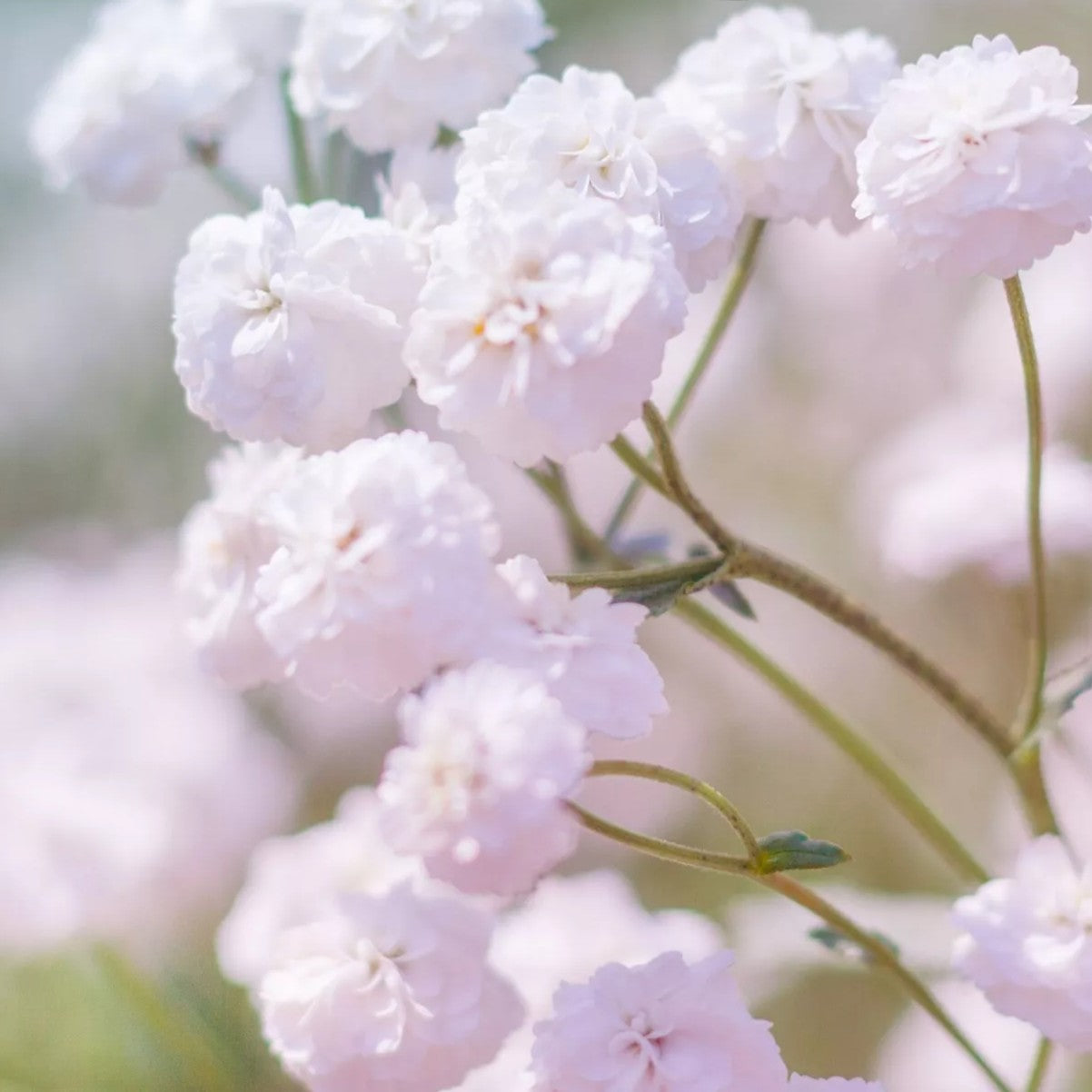 Baby's breath 'Snowflake' - 500 seeds (Gypsophilla paniculata)