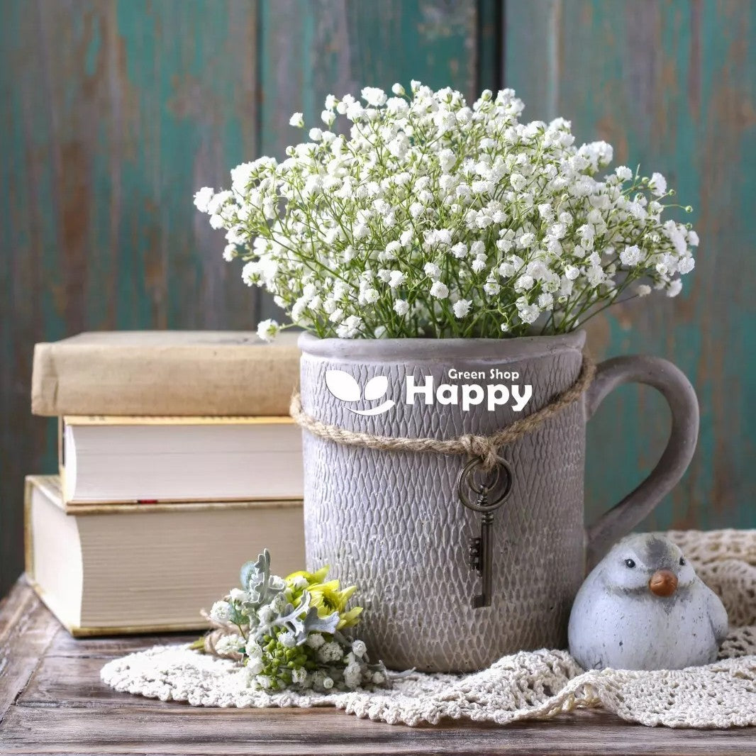 Baby's breath 'Snowflake' - 500 seeds (Gypsophilla paniculata)