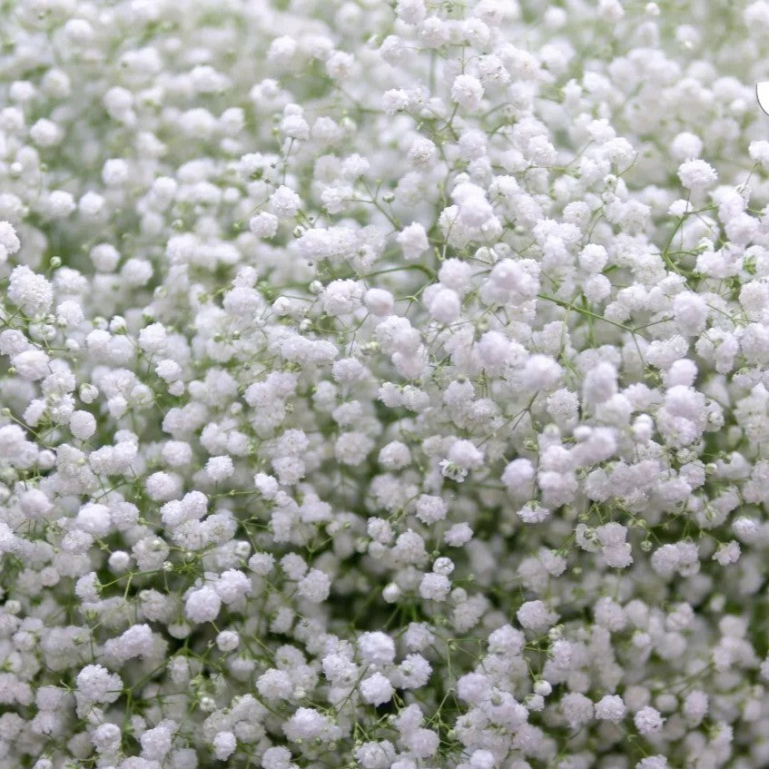 Baby's breath 'Snowflake' - 500 seeds (Gypsophilla paniculata)