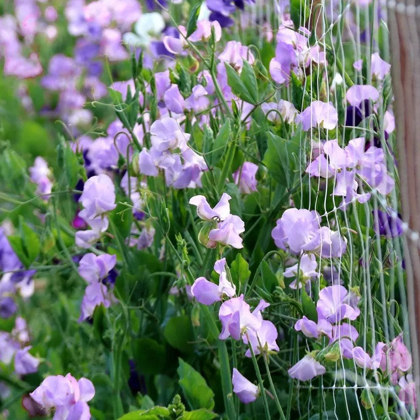 Sweet Pea "Lady Grisel Hamiltion" - 35 seeds (Lathyrus odoratus)