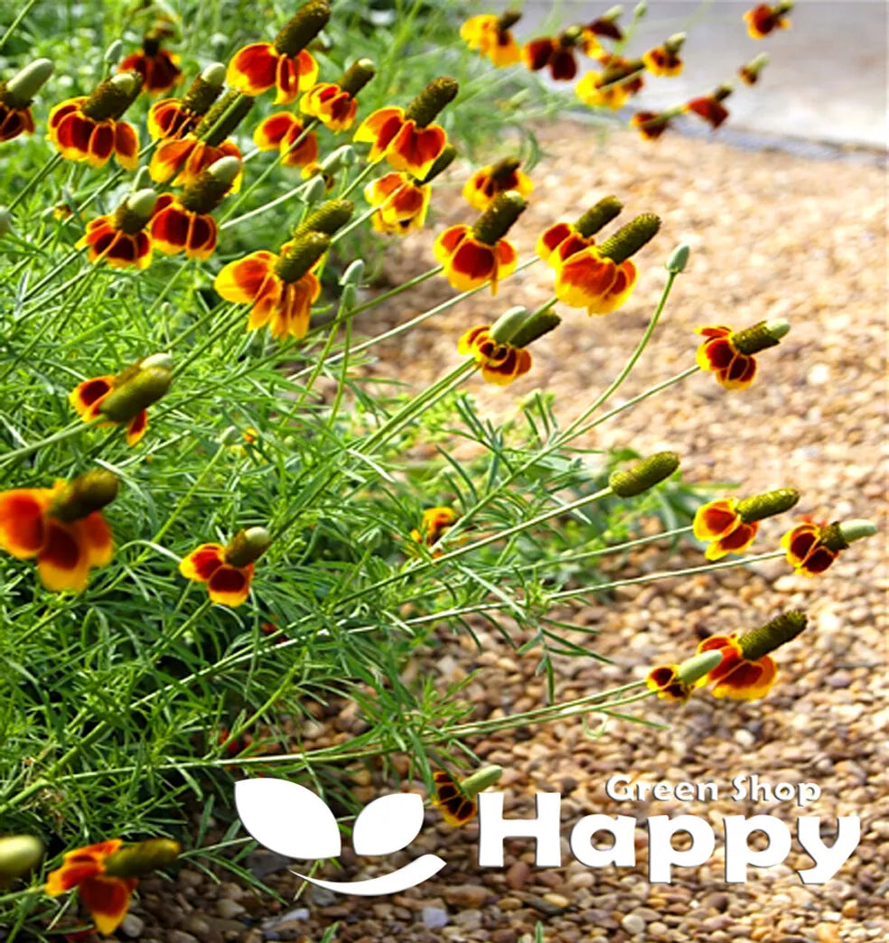 Mexican hat - 400 seeds (Ratibida Columnifera)