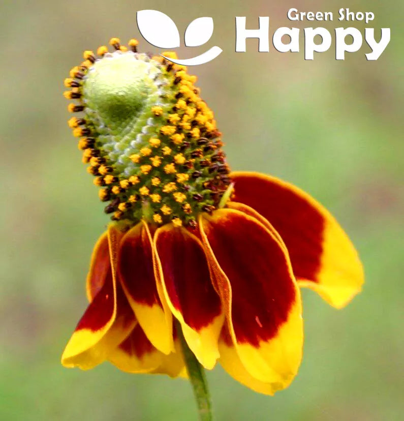 Mexican hat - 400 seeds (Ratibida Columnifera)
