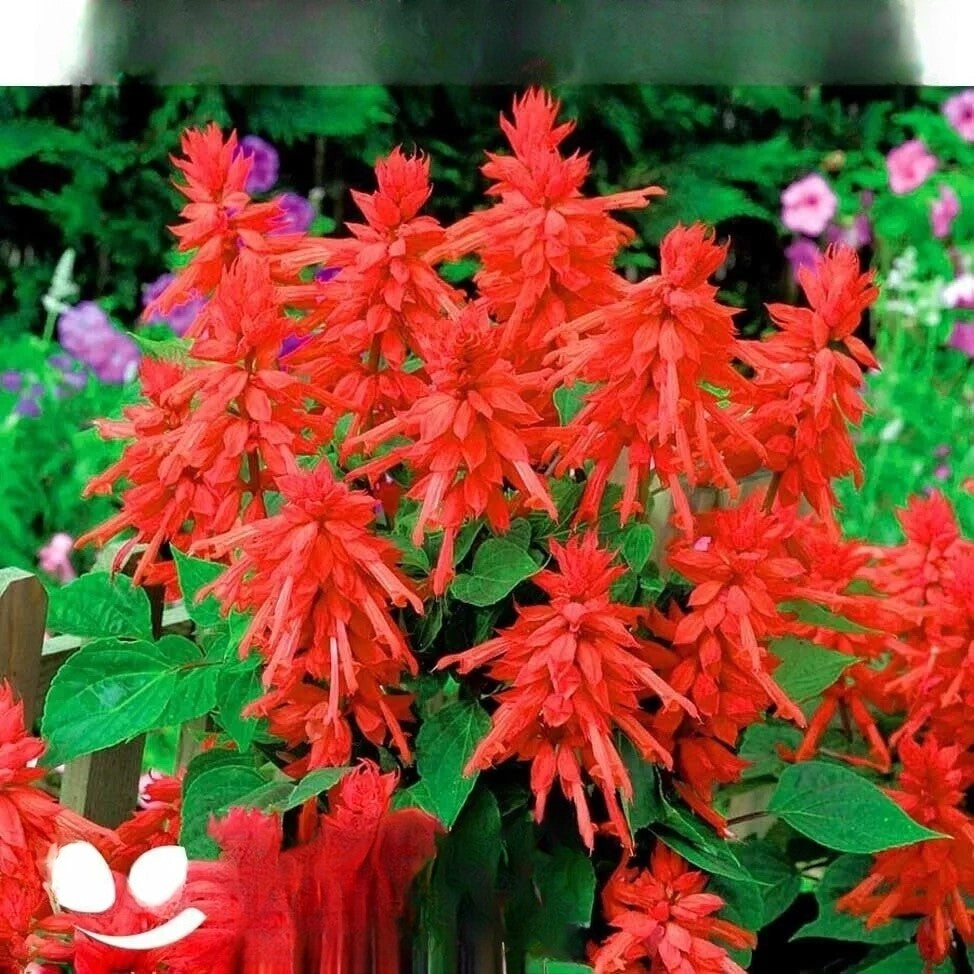 Sage Tango Red - 100 seeds (Salvia splendens)