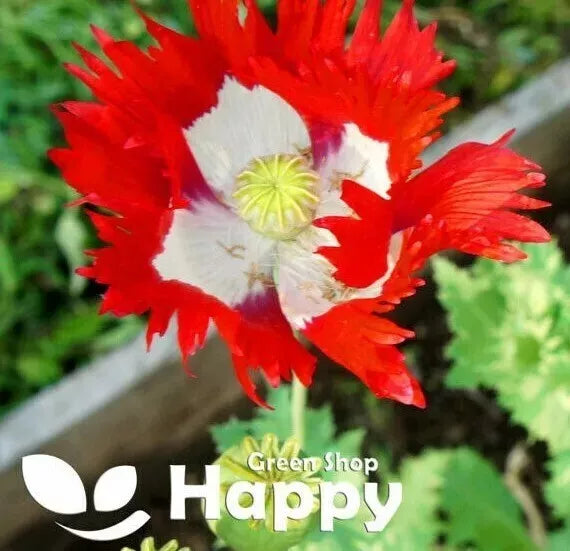 Poppy 'Danish flag' -  2500 seeds (Papaver somniferum)