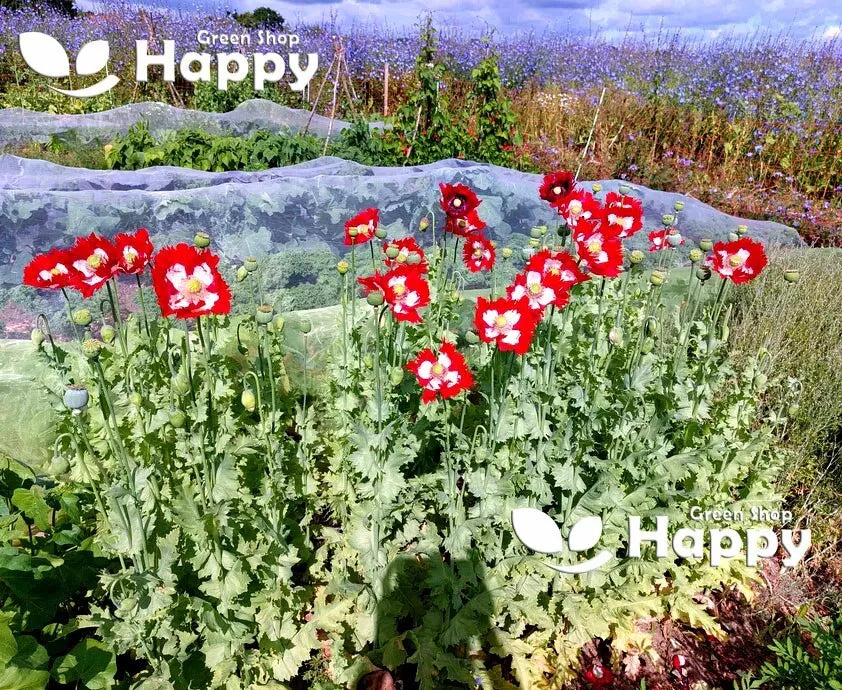 Poppy 'Danish flag' -  2500 seeds (Papaver somniferum)