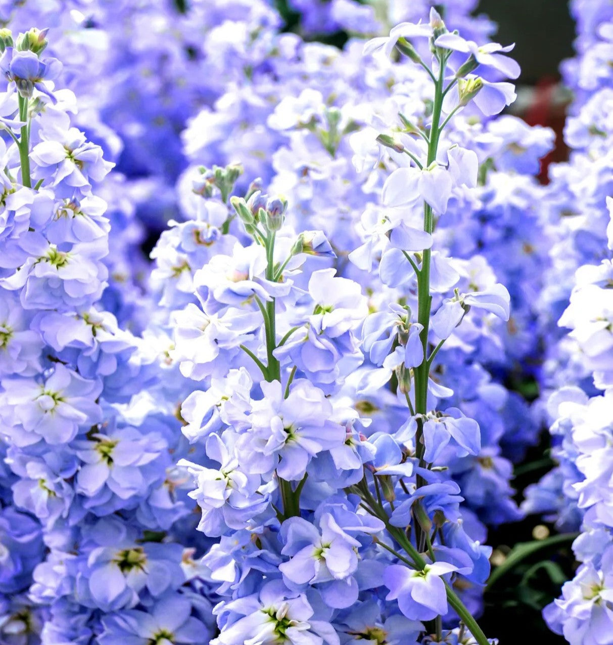 Matthiola Stock Ten Week Light Blue - 100 seeds (Matthiola Incana)