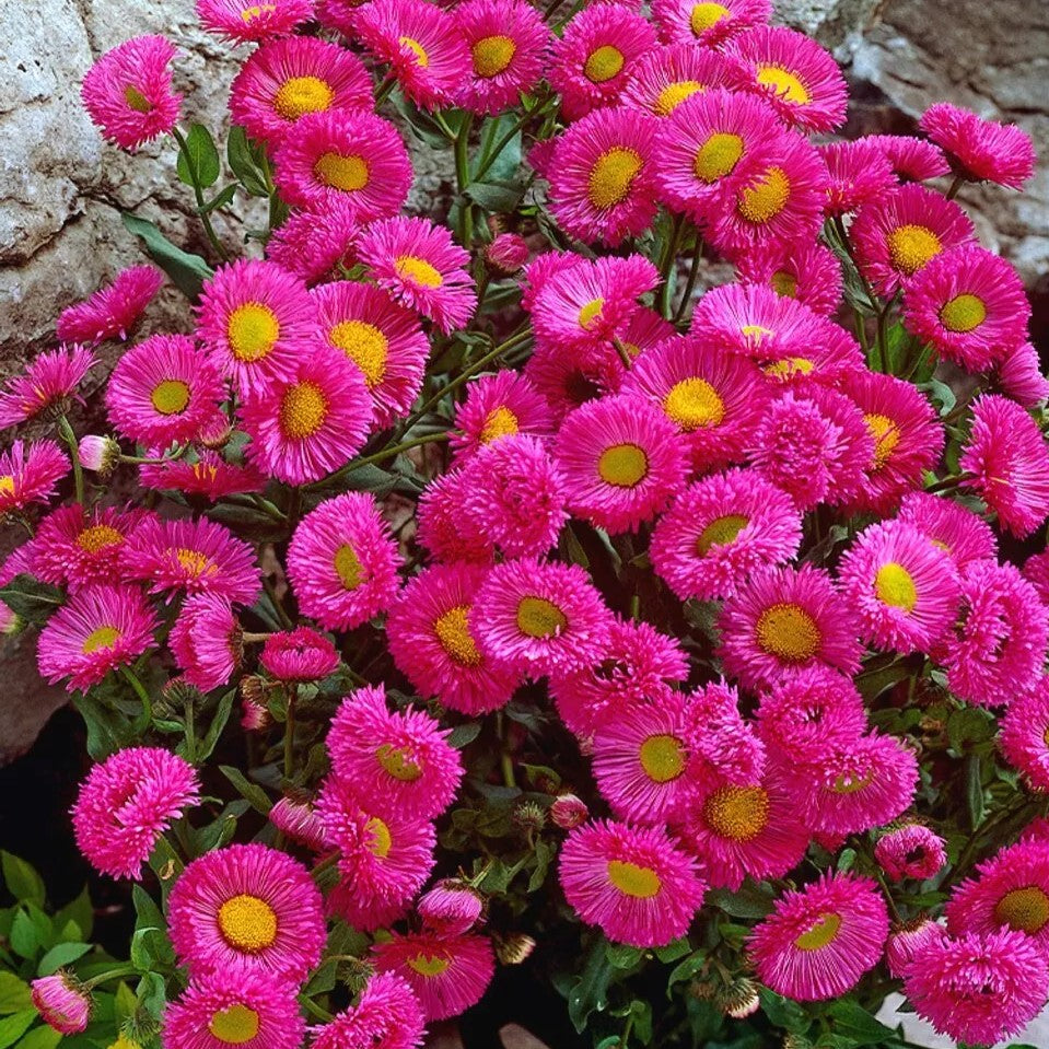 Fleabane Daisy - Pink Jewel - 200 seeds (Erigeron speciosus)
