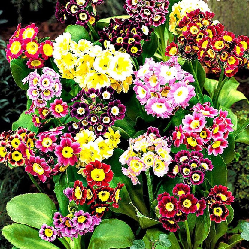 Primrose Auricula mixed - 150 seeds (Primula auricula pubescens)