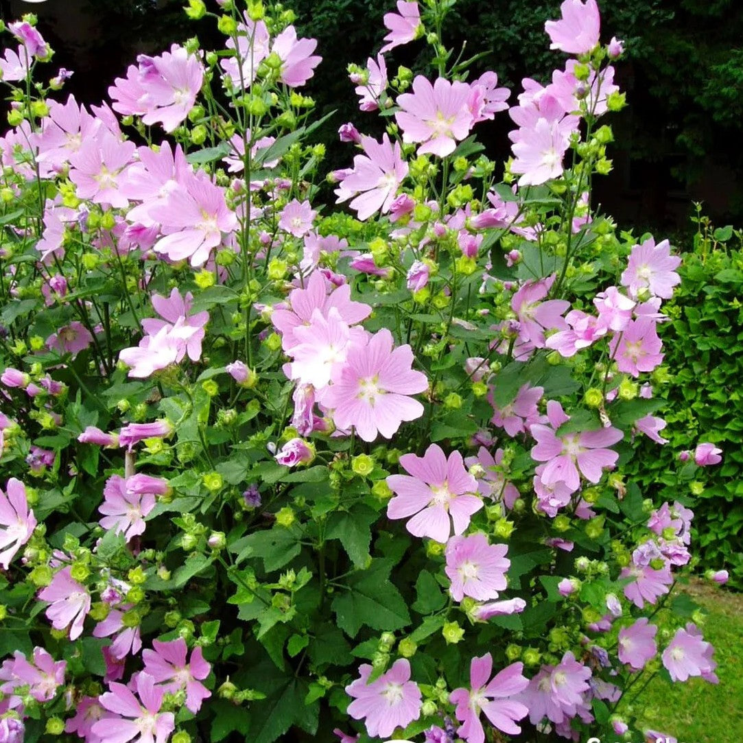 Musk Mallow - 300 seeds (Malva moschata)
