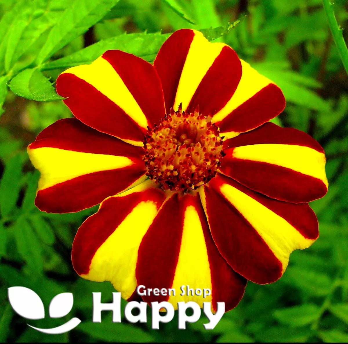 French marigold 'Dandy Stripe' - 150 seeds (Tagetes patula nana)