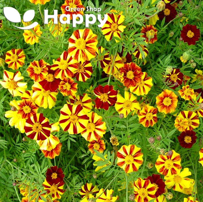 French marigold 'Dandy Stripe' - 150 seeds (Tagetes patula nana)