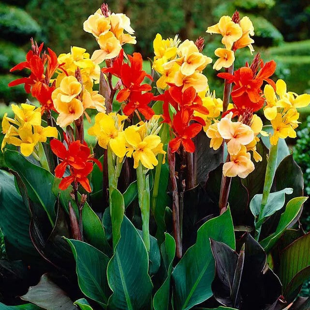 Canna 'Indian Shot' Mix - 8 seeds (Canna Indica Mix)