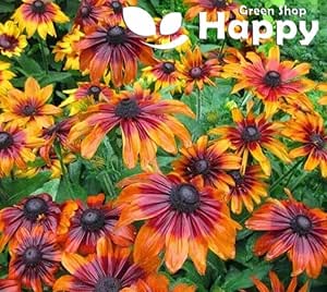 Rudbeckia 'Cherry brandy' - 120 seeds (Rudbeckia hirta)