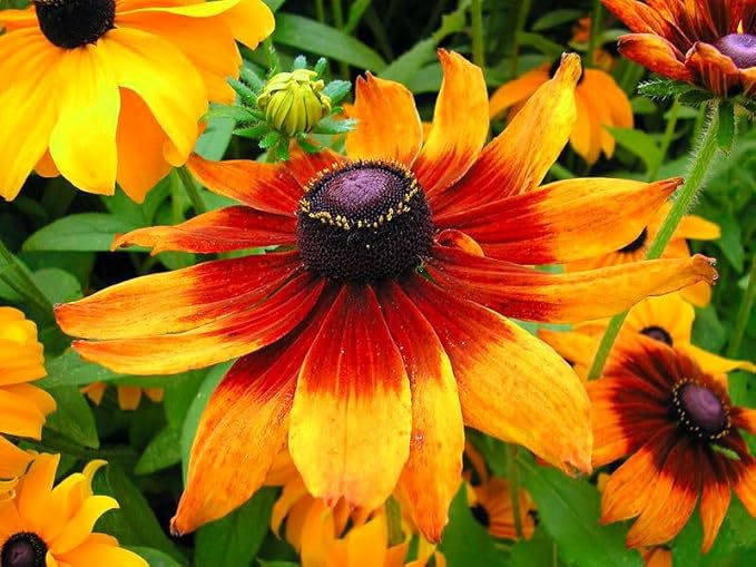 Rudbeckia 'Cherry brandy' - 120 seeds (Rudbeckia hirta)