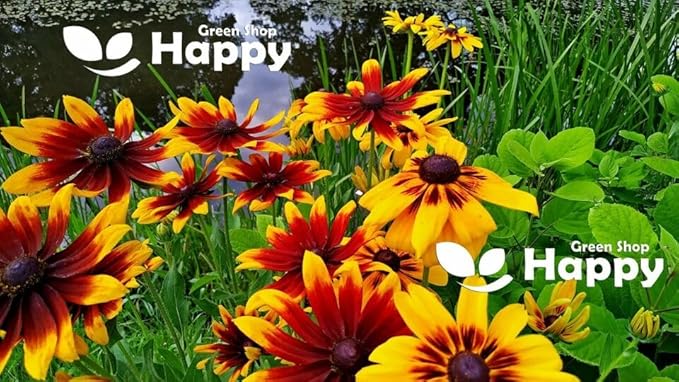 Rudbeckia 'Cherry brandy' - 120 seeds (Rudbeckia hirta)