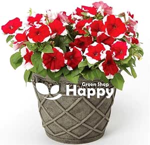 Petunia Picotee Red - 100 seeds (Petunia Multiflora)