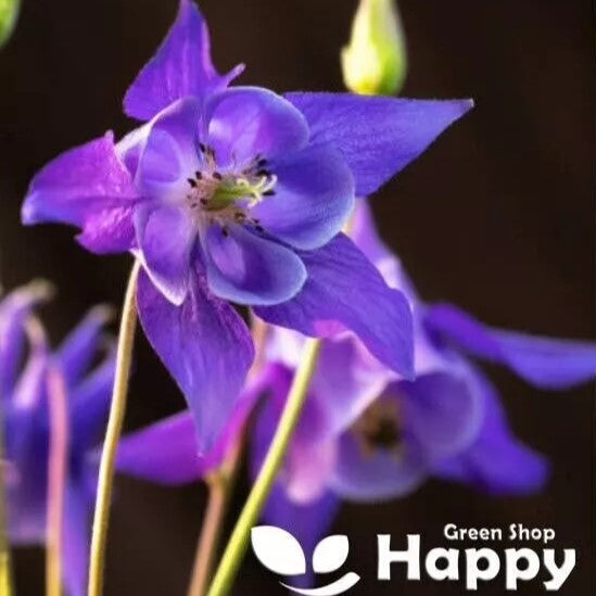 Alpine Columbine Blue - 200 seeds (Aquilegia alpina)