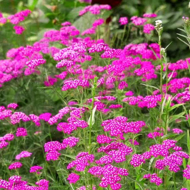 Yarrow Milfoil Cerise Queen - 2100 seeds (Achillea Millefolium)