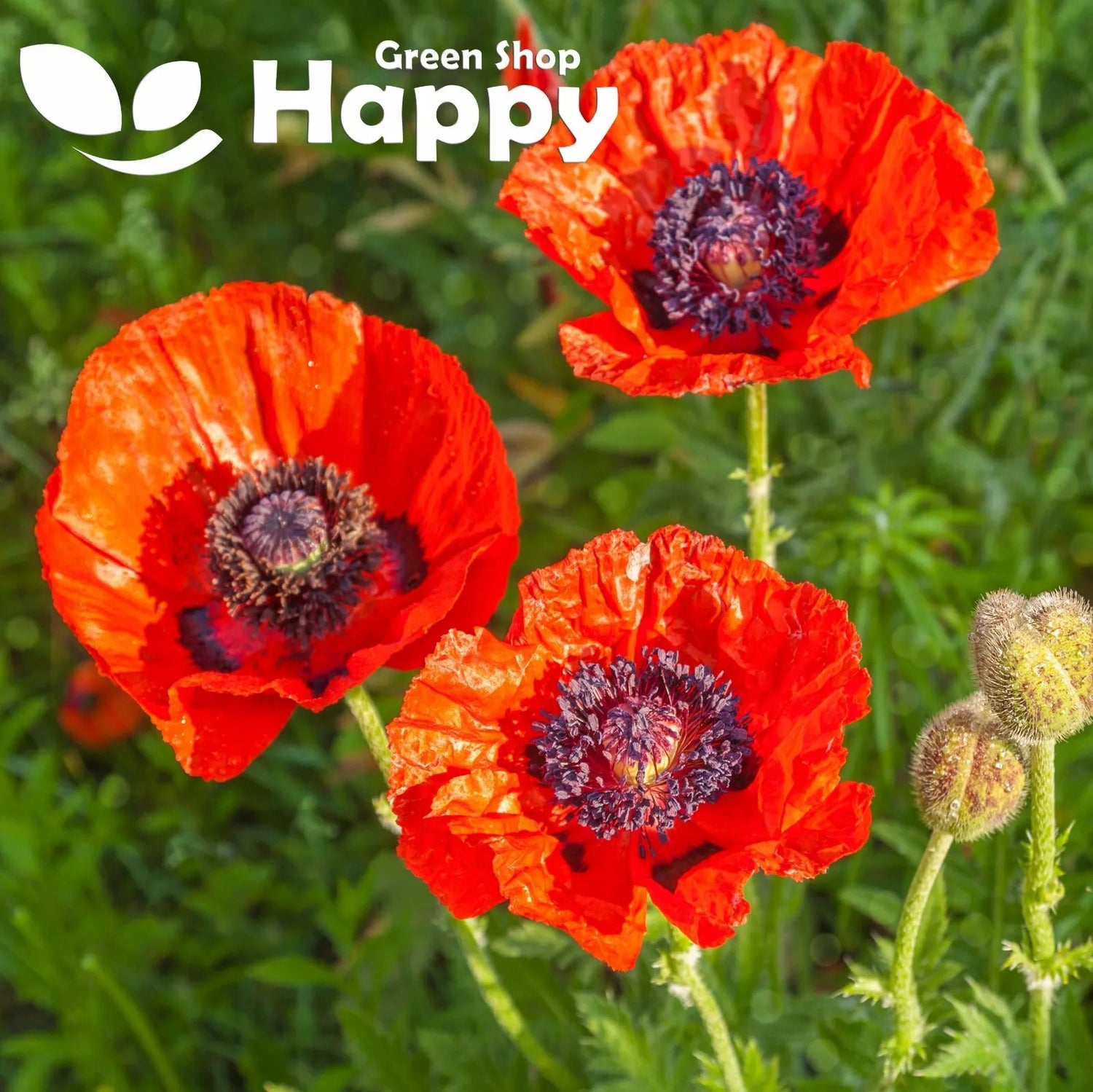 Oriental Poppy mix - 1200 seeds (Papaver orientale)