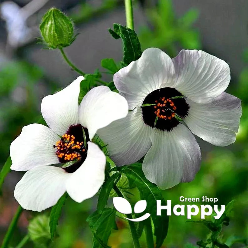 Flower-of-an-Hour - 100 seeds (Hibiscus Trionum)