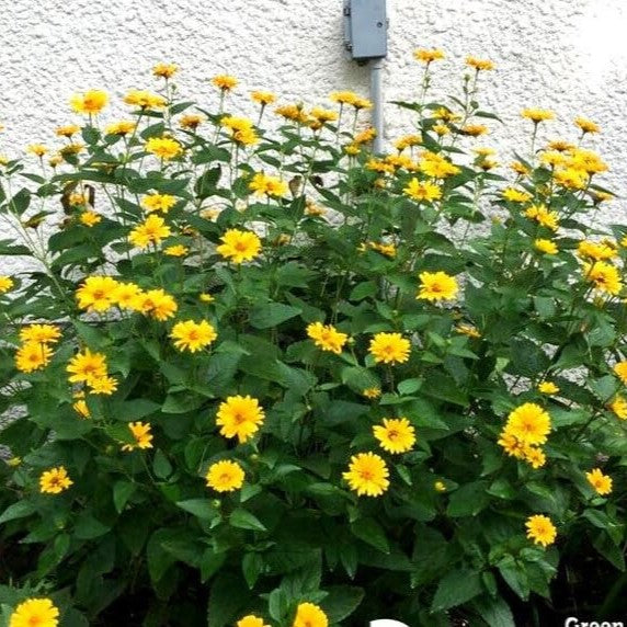 Summer Sun - 100 seeds (Heliopsis Scabra)