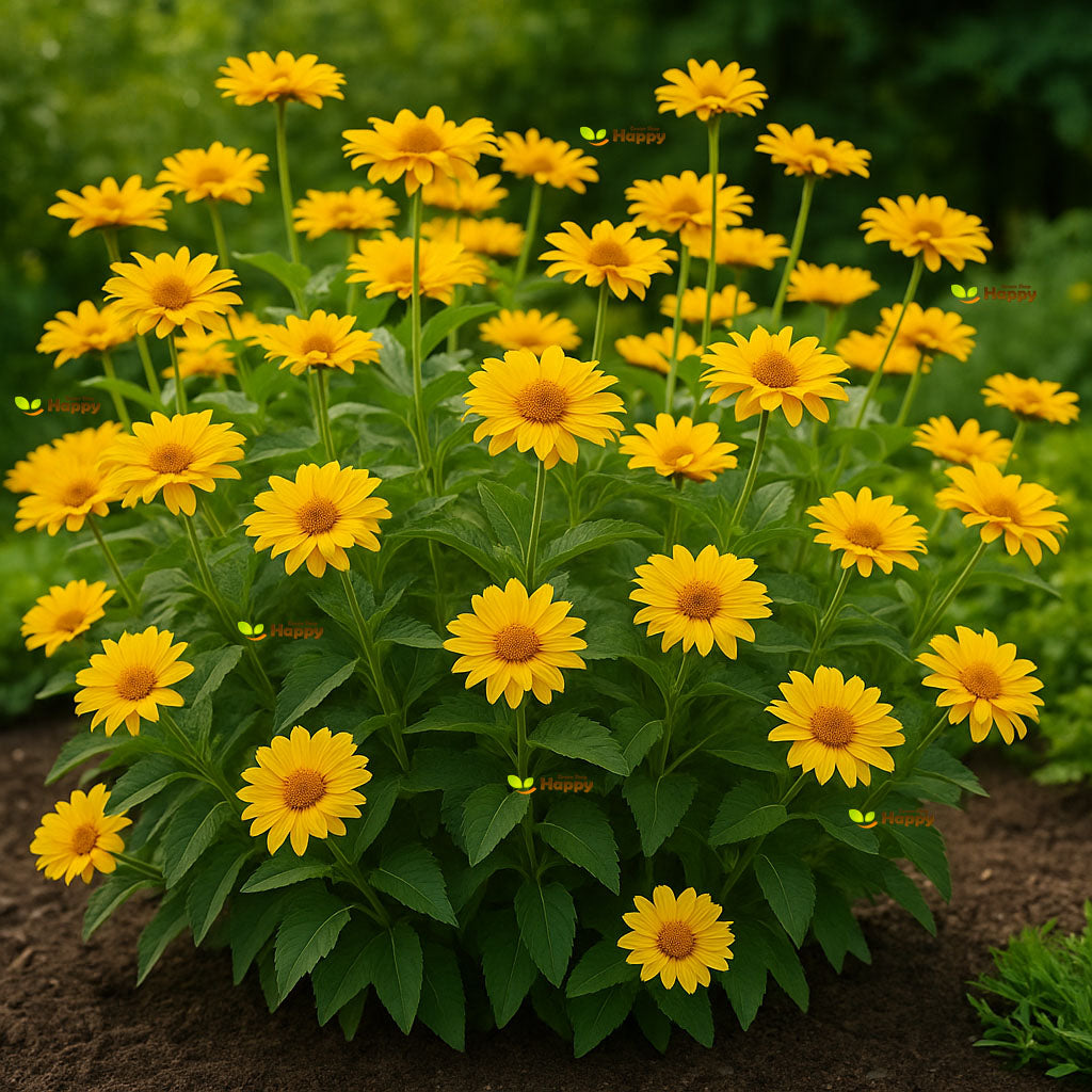 Summer Sun - 100 seeds (Heliopsis Scabra)
