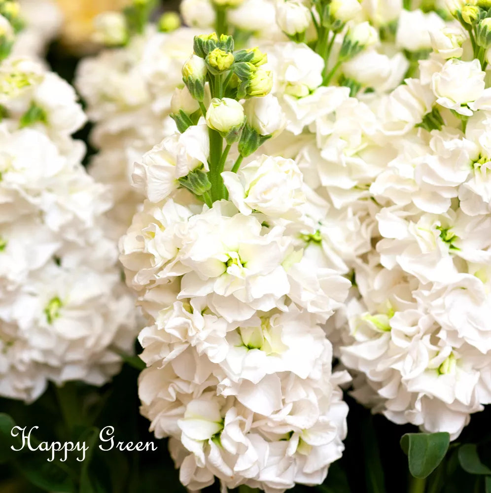olumn Stock White Christmas - 100 seeds (Matthiola incana Mammouth Excelsior)