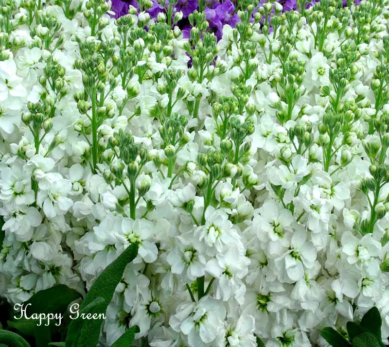 olumn Stock White Christmas - 100 seeds (Matthiola incana Mammouth Excelsior)
