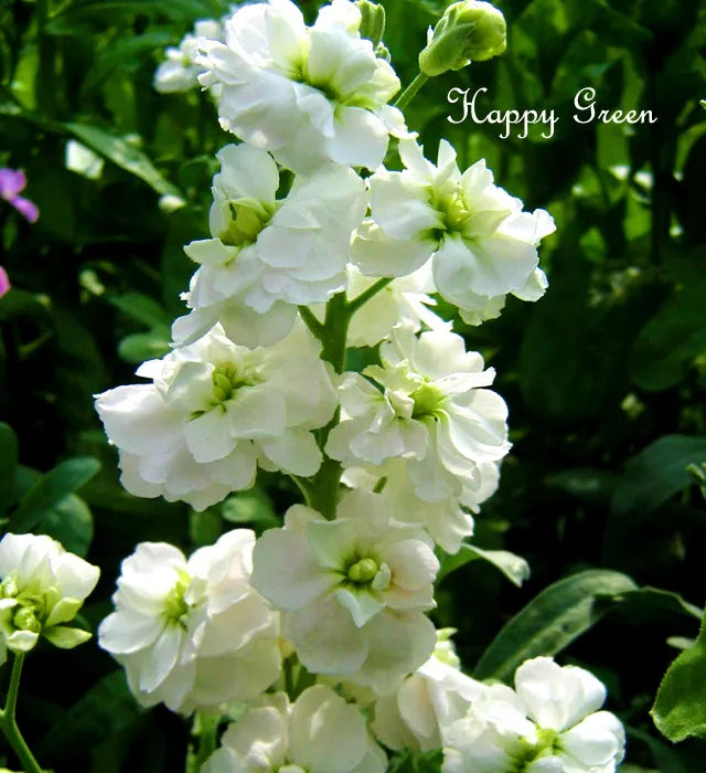 olumn Stock White Christmas - 100 seeds (Matthiola incana Mammouth Excelsior)