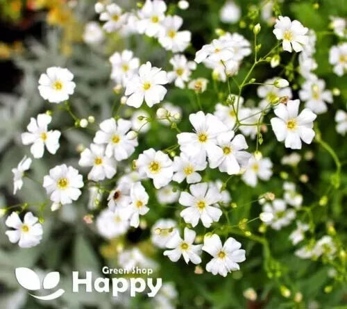 Baby's Breath White - 1000 seeds (Gypsophilla elegans)